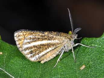 Isturgia limbaria F. adulte - Philippe Mothiron