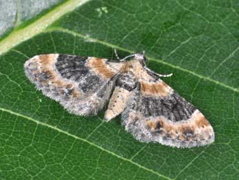 Eupithecia linariata D. & S. adulte - Philippe Mothiron