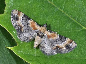 Eupithecia linariata D. & S. adulte - ©Philippe Mothiron