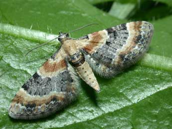 Eupithecia linariata D. & S. adulte - ©Philippe Mothiron