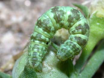  Chenille de Eupithecia linariata D. & S. - ©Philippe Mothiron