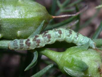  Chenille de Eupithecia linariata D. & S. - Philippe Mothiron