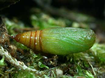  Chrysalide de Eupithecia linariata D. & S. - ©Philippe Mothiron