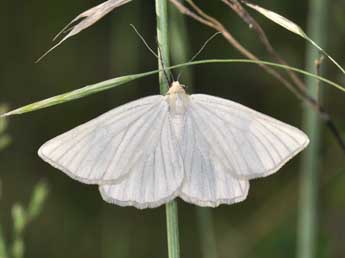 Siona lineata Scop. adulte - ©Philippe Mothiron