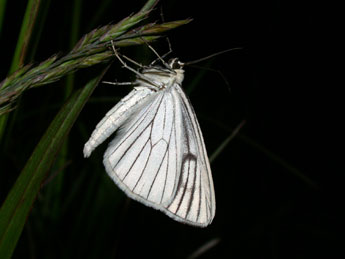 Siona lineata Scop. adulte - Philippe Mothiron