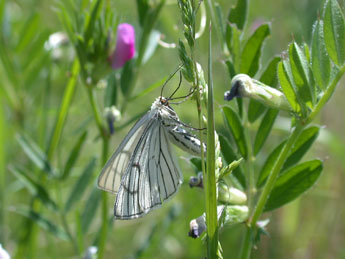 Siona lineata Scop. adulte - Philippe Mothiron