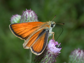 Thymelicus lineola O. adulte - ©Philippe Mothiron