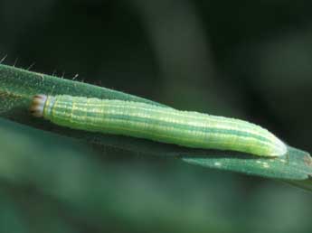  Chenille de Thymelicus lineola O. - Tristan Lafranchis