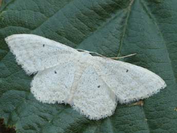 Idaea litigiosaria Bsdv. adulte - ©Daniel Morel