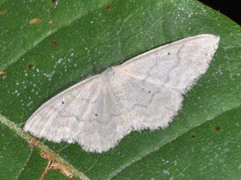 Idaea litigiosaria Bsdv. adulte - Philippe Mothiron