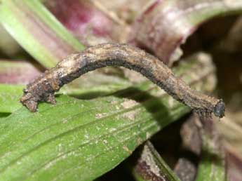  Chenille de Idaea litigiosaria Bsdv. - Lionel Taurand