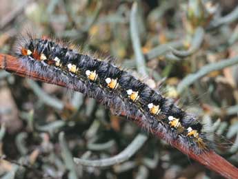  Chenille de Psilogaster loti O. - ©Serge Wambeke