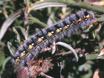  Chenille de Psilogaster loti O. - ©Serge Wambeke