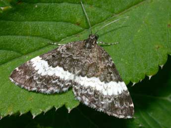 Spargania luctuata D. & S. adulte - Philippe Mothiron