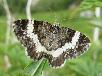 Spargania luctuata D. & S. adulte - Patrick Le Mao