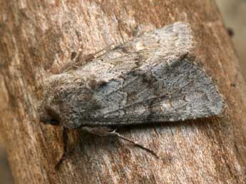Aporophyla lueneburgensis Frr adulte - Daniel Morel