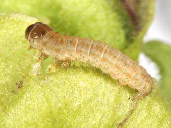  Chenille de Perizoma lugdunaria H.-S. - ©Philippe Mothiron