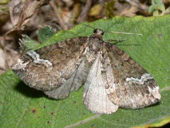 Perizoma lugdunaria H.-S. adulte - ©Philippe Mothiron