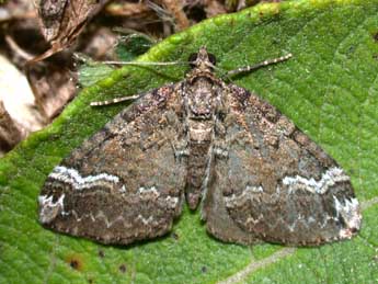 Perizoma lugdunaria H.-S. adulte - ©Philippe Mothiron