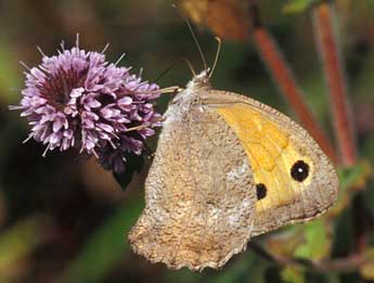 Hyponephele lupina Costa adulte - ©Tristan Lafranchis