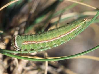  Chenille de Hyponephele lupina Costa - Tristan Lafranchis