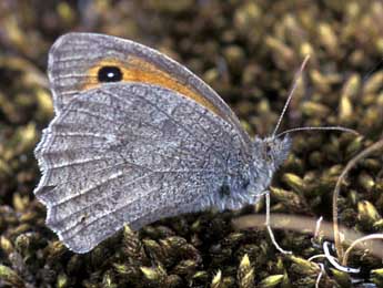 Hyponephele lupina Costa adulte - Tristan Lafranchis