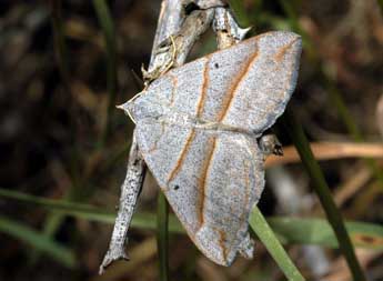 Scotopteryx luridata Hfn. adulte - Franois Spill