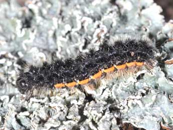  Chenille de Nyea lurideola Zck. - ©Philippe Mothiron