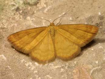 Idaea luteolaria Const. adulte - Lionel Taurand