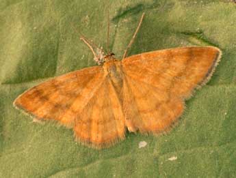 Idaea luteolaria Const. adulte - ©Daniel Morel