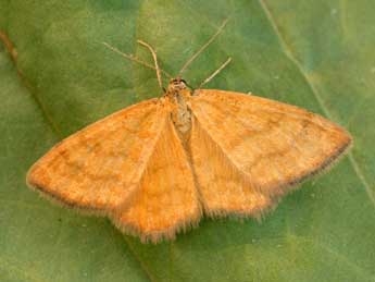 Idaea luteolaria Const. adulte - ©Daniel Morel