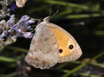 Hyponephele lycaon Khn adulte - ©Philippe Mothiron