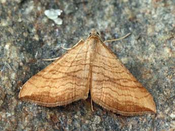 Carsia lythoxylata Hb. adulte - Daniel Morel