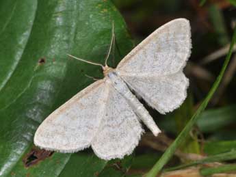 Idaea macilentaria H.-S. adulte - Philippe Mothiron