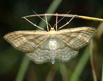 Idaea macilentaria H.-S. adulte - Franois Spill