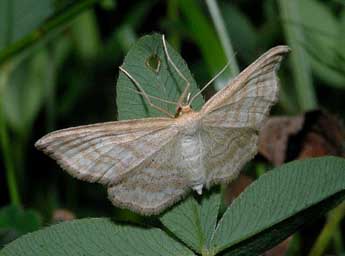 Idaea macilentaria H.-S. adulte - ©Franois Spill