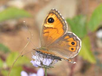 Lasiommata maera L. adulte - Philippe Mothiron