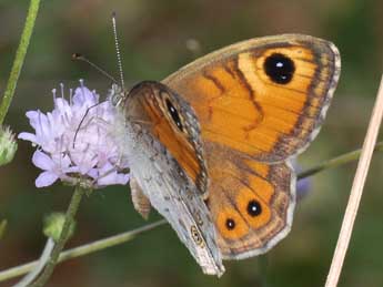 Lasiommata maera L. adulte - ©Philippe Mothiron