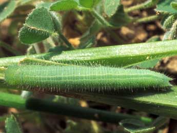  Chenille de Lasiommata maera L. - Tristan Lafranchis