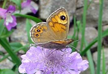 Lasiommata maera L. adulte - Rodolphe Bcan