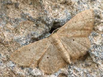 Idaea mancipiata Stgr adulte - ©Daniel Morel