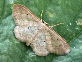 Idaea mancipiata Stgr adulte - Daniel Morel