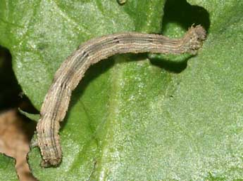  Chenille de Idaea mancipiata Stgr - ©Lionel Taurand