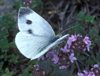 Pieris mannii May. adulte - Tristan Lafranchis