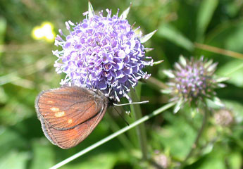 Erebia manto D. & S. adulte - Philippe Mothiron