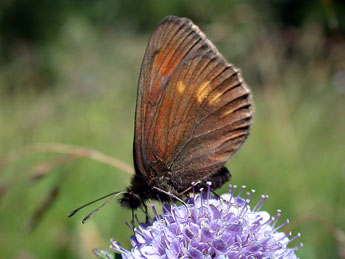 Erebia manto D. & S. adulte - Philippe Mothiron