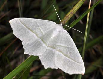 Campaea margaritaria L. adulte - ©Philippe Mothiron