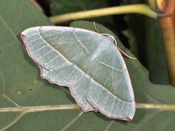 Campaea margaritaria L. adulte - Philippe Mothiron