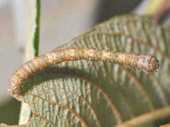  Chenille de Campaea margaritaria L. - ©Philippe Mothiron