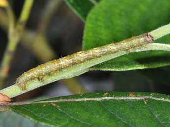  Chenille de Campaea margaritaria L. - ©Philippe Mothiron